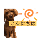 トイプのけーちゃん！！敬語も使えるよ！（個別スタンプ：10）