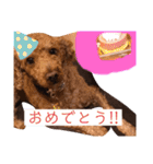 トイプのけーちゃん！！敬語も使えるよ！（個別スタンプ：13）