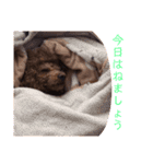 トイプのけーちゃん！！敬語も使えるよ！（個別スタンプ：15）