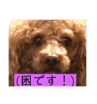 トイプのけーちゃん！！敬語も使えるよ！（個別スタンプ：16）