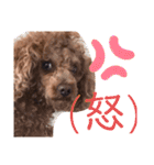 トイプのけーちゃん！！敬語も使えるよ！（個別スタンプ：17）