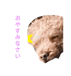 トイプのけーちゃん！！敬語も使えるよ！（個別スタンプ：19）