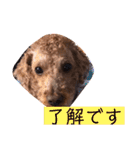 トイプのけーちゃん！！敬語も使えるよ！（個別スタンプ：20）