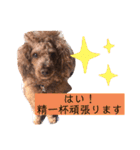 トイプのけーちゃん！！敬語も使えるよ！（個別スタンプ：21）