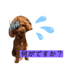 トイプのけーちゃん！！敬語も使えるよ！（個別スタンプ：22）