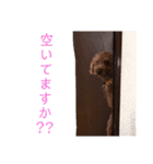 トイプのけーちゃん！！敬語も使えるよ！（個別スタンプ：24）
