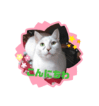 やんちゃな息子にゃ（個別スタンプ：3）