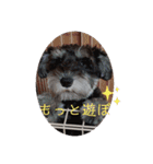 心春とココ 2（個別スタンプ：4）