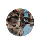心春とココ 2（個別スタンプ：5）