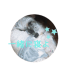 心春とココ 2（個別スタンプ：8）