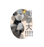 心春とココ 2（個別スタンプ：13）