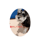 心春とココ 2（個別スタンプ：14）