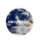 心春とココ 2（個別スタンプ：15）