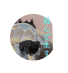 心春とココ 2（個別スタンプ：16）