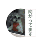心春とココ 2（個別スタンプ：17）