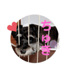 心春とココ 2（個別スタンプ：18）