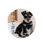 心春とココ 2（個別スタンプ：20）