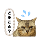 ねこ目線 Next（個別スタンプ：1）