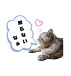 ねこ目線 Next（個別スタンプ：2）