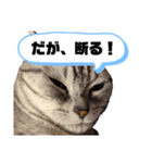 ねこ目線 Next（個別スタンプ：3）