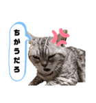 ねこ目線 Next（個別スタンプ：4）