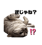 ねこ目線 Next（個別スタンプ：5）