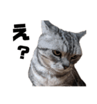 ねこ目線 Next（個別スタンプ：7）