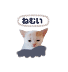 元気な可愛い子猫（個別スタンプ：22）