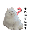 犬猫ハシビロコウ（個別スタンプ：6）