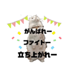 犬猫ハシビロコウ（個別スタンプ：8）