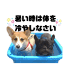 犬猫ハシビロコウ（個別スタンプ：9）