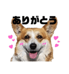 犬猫ハシビロコウ（個別スタンプ：10）