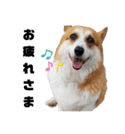 犬猫ハシビロコウ（個別スタンプ：11）