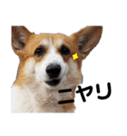 犬猫ハシビロコウ（個別スタンプ：12）