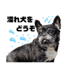 犬猫ハシビロコウ（個別スタンプ：15）