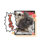 「うさカフェりび」全員集合（個別スタンプ：24）