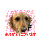まいまいわんわん（個別スタンプ：3）