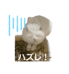 ましろおもち産直毎日スタンプ2（個別スタンプ：3）