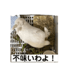 ましろおもち産直毎日スタンプ2（個別スタンプ：7）