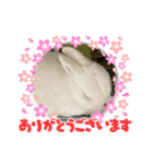 ましろおもち産直毎日スタンプ2（個別スタンプ：8）