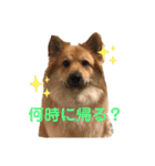紫友会 保護犬パラダイス✨メイン（個別スタンプ：3）
