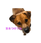 紫友会 保護犬パラダイス✨メイン（個別スタンプ：4）