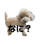 紫友会 保護犬パラダイス✨メイン（個別スタンプ：5）
