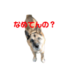 紫友会 保護犬パラダイス✨メイン（個別スタンプ：7）