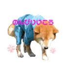 紫友会 保護犬パラダイス✨メイン（個別スタンプ：8）
