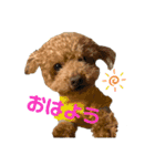 紫友会 保護犬パラダイス✨メイン（個別スタンプ：9）