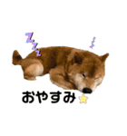 紫友会 保護犬パラダイス✨メイン（個別スタンプ：10）
