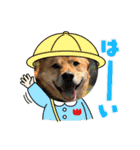 紫友会 保護犬パラダイス✨メイン（個別スタンプ：12）