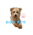 紫友会 保護犬パラダイス✨メイン（個別スタンプ：13）