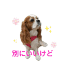 紫友会 保護犬パラダイス✨メイン（個別スタンプ：14）